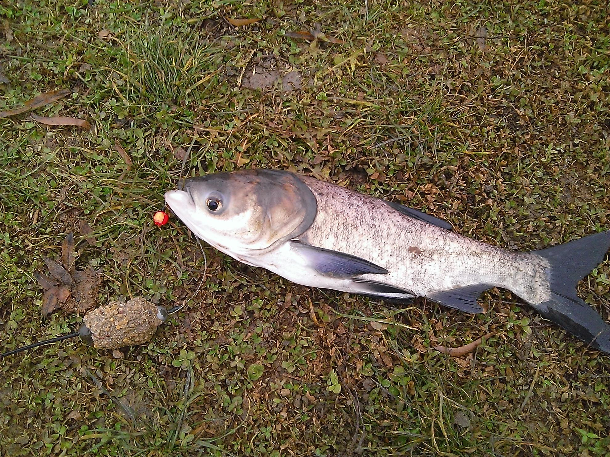 Floarea Popestiului 30 - 30 dec. - wp20131230027.jpg